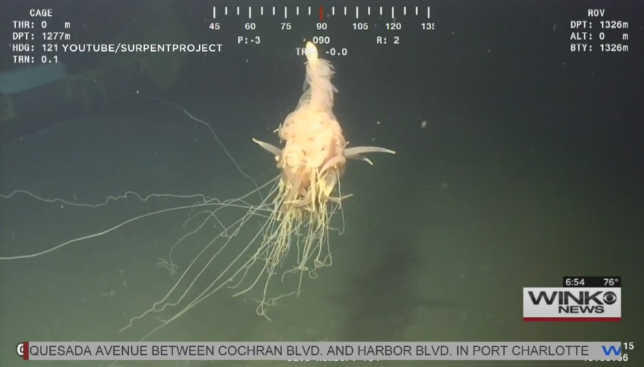 ‘flying Spaghetti Monster’ Found In Ocean 