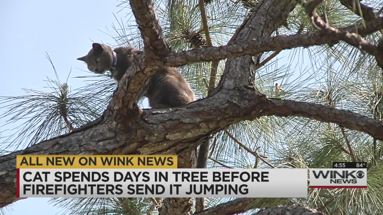 VIDEO Cat stuck in tree for days jumps to safety WINK NEWS