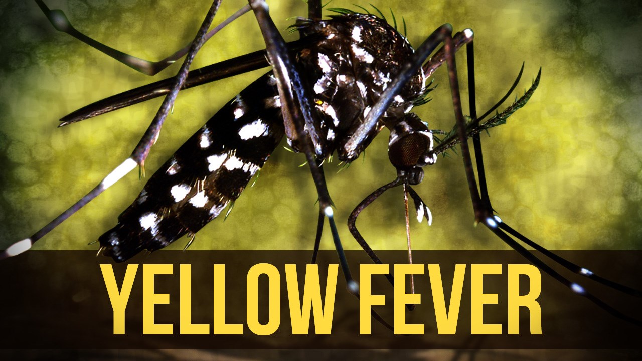 UN bungles response to Africa’s yellow fever outbreak ...
