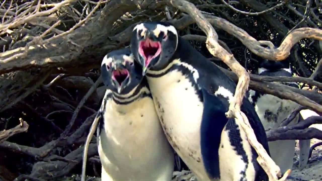 VIDEO: Penguin Fight Turns Bloody | WINK NEWS