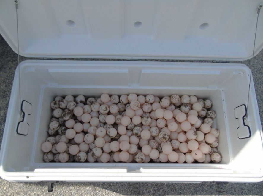 Men charged with taking sea turtle eggs from Florida beach