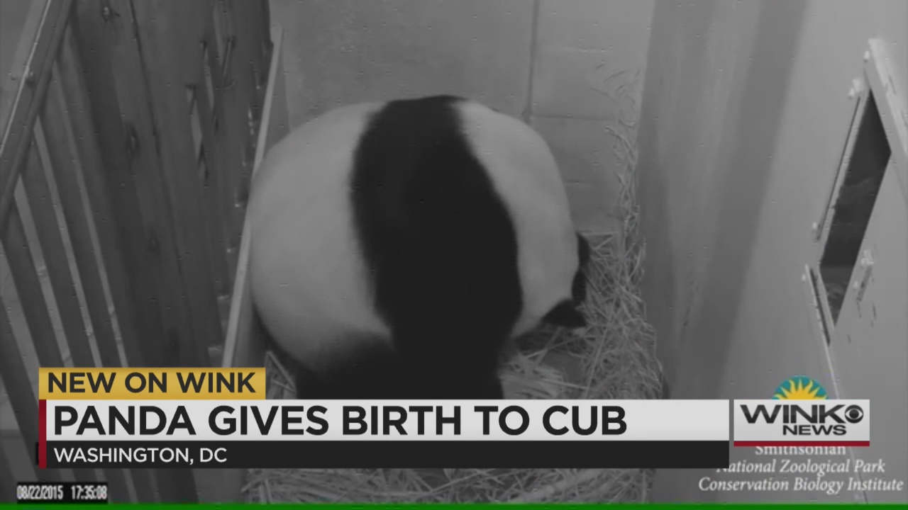 Panda gives birth to twins at National Zoo