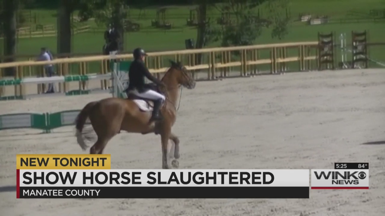 1,300-pound show horse slaughtered on Florida farm