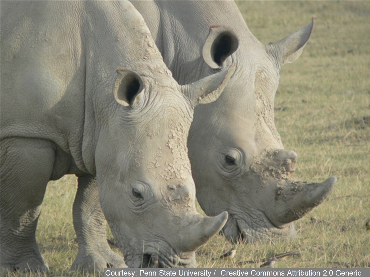 white rhinoceros incubation period