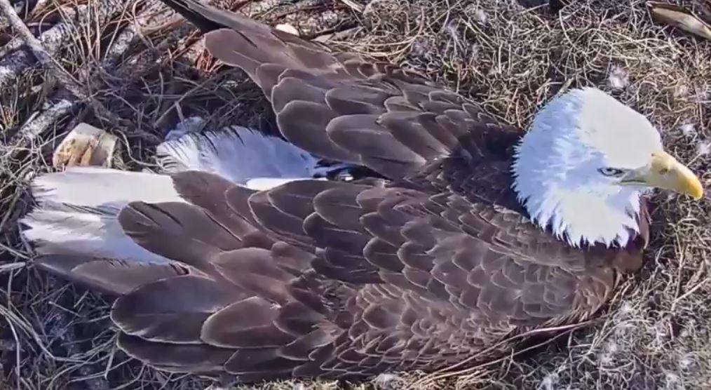 Harriet, the eagle, attacked by owl while sleeping, spotted safe