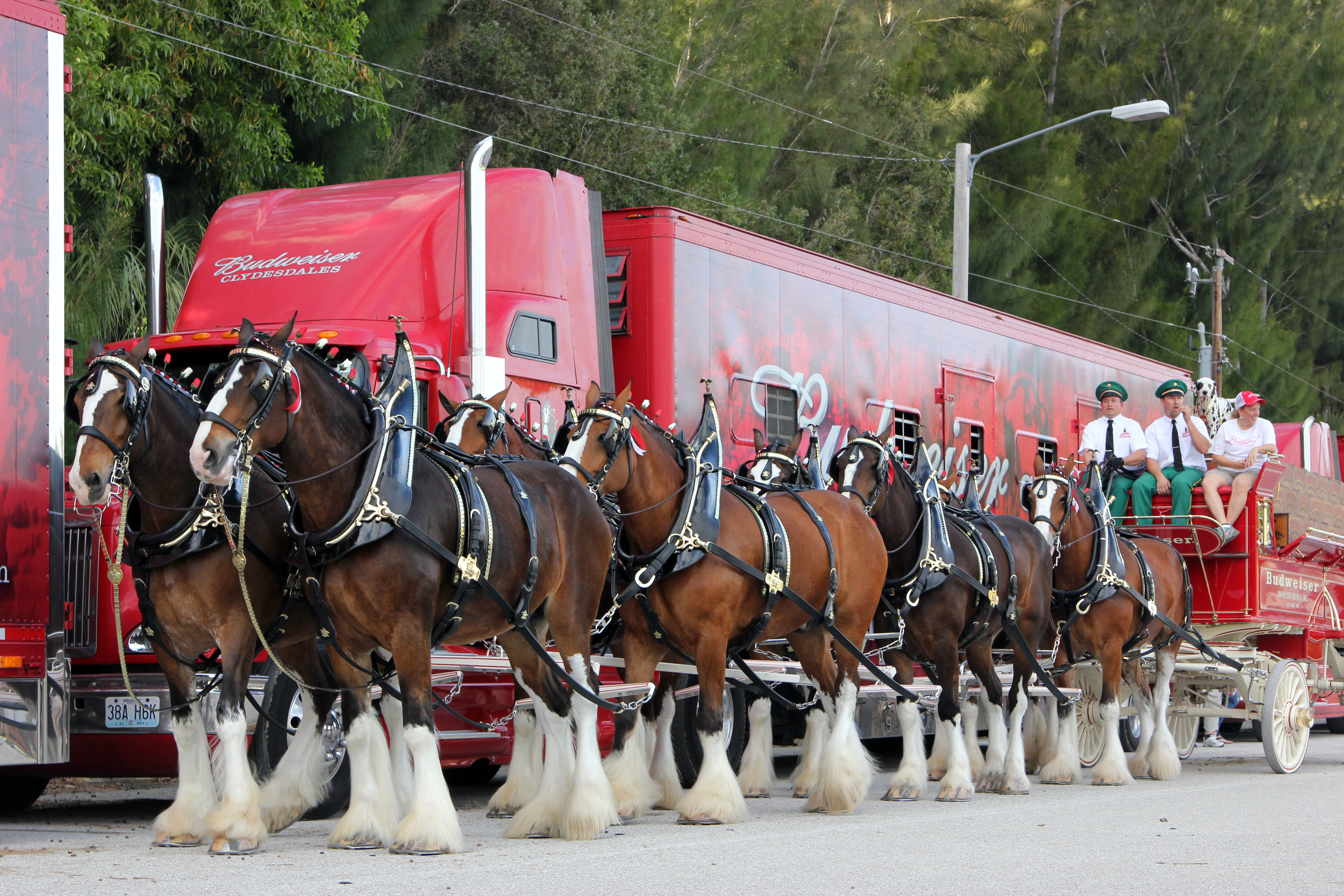 budweiser clydesdale tours