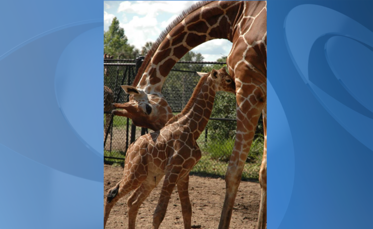 Jacksonville Zoo and Gardens welcomes new baby giraffe