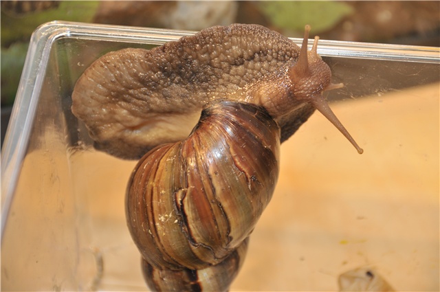 Florida reports success in invasive snail eradication effort