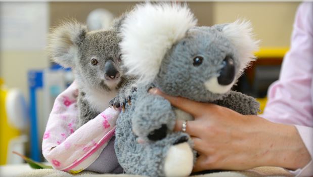 koala hugging stuffed animal