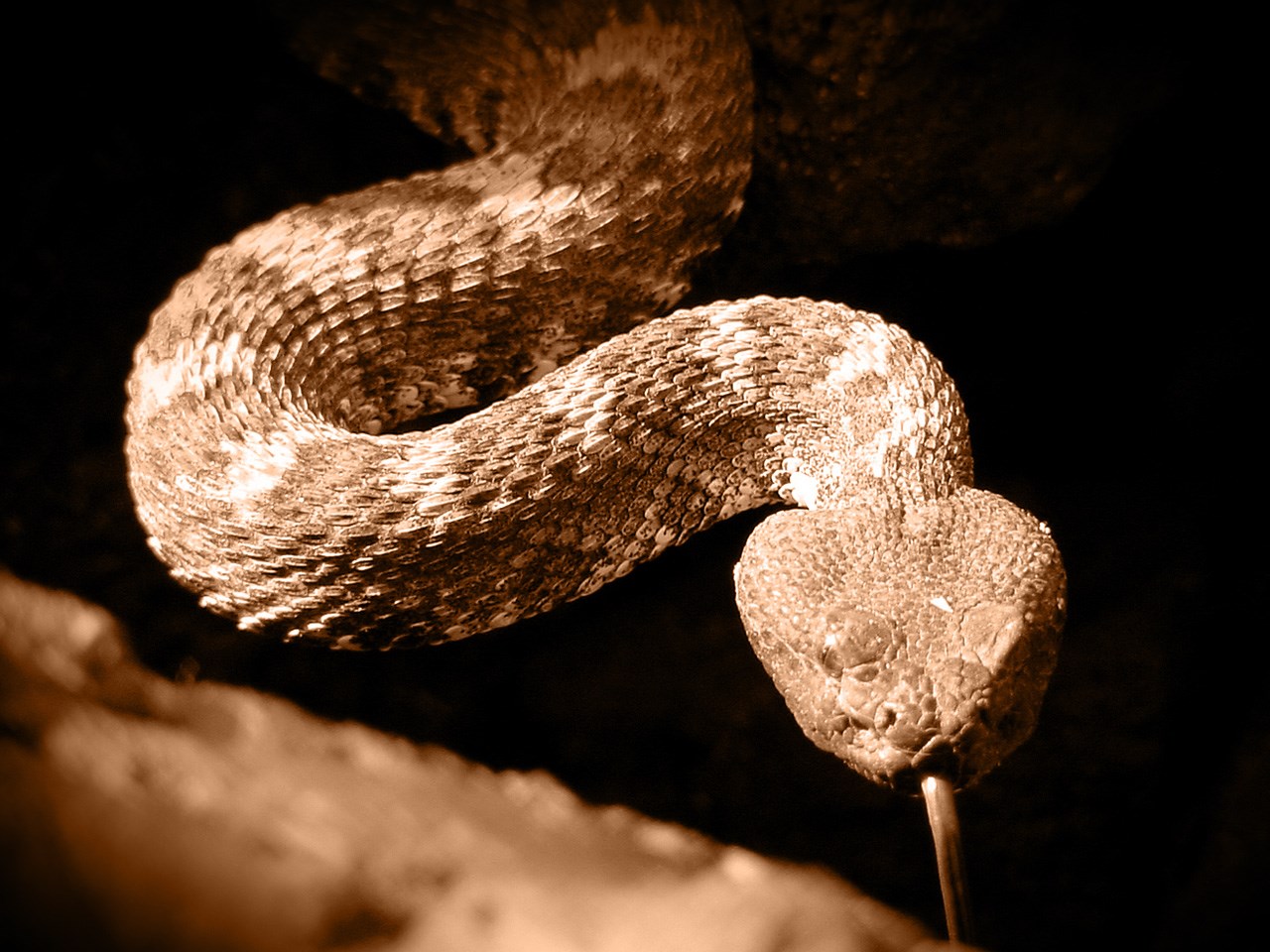 Snakebites on the rise: Florida and Texas are the riskiest