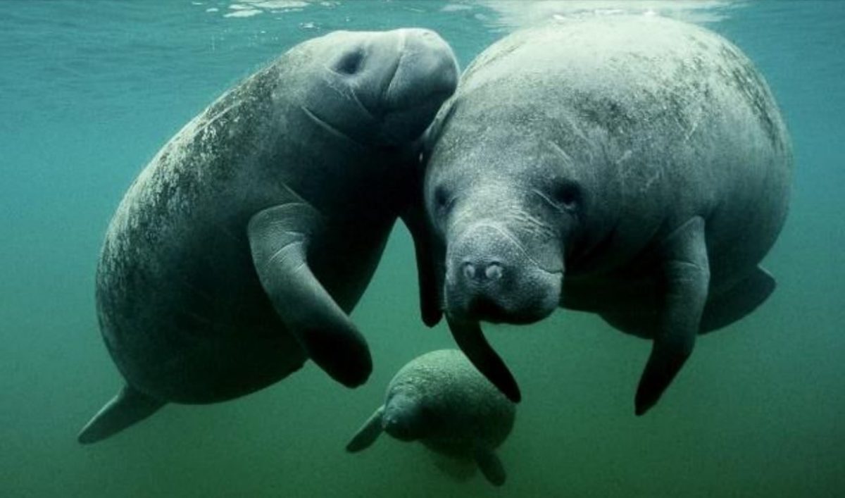 FILE: Manatees swimming as a group. (Credit: WINK News/FILE)