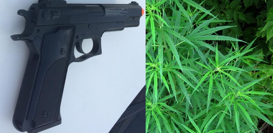 Laws pit medical marijuana against guns