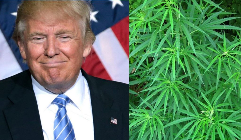 Marijuana Advocates To Hand Out Joints At Trump Inauguration