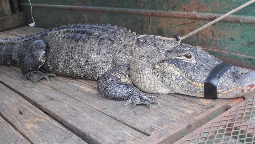 Fla Trappers Capture More Than 8 000 Nuisance Gators In 2016