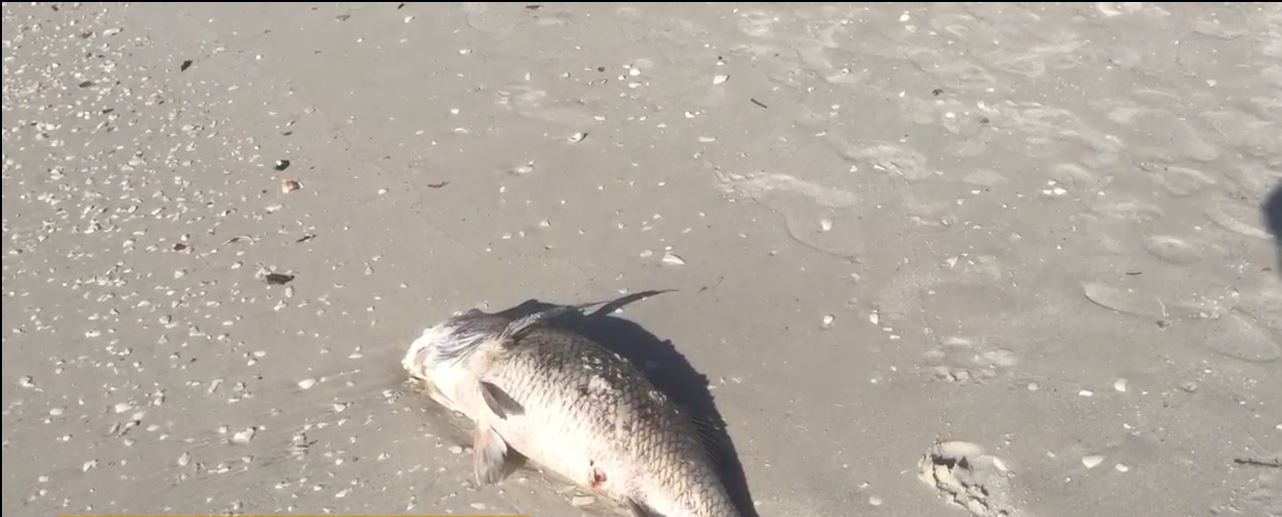 Red tide washes dead fish ashore on Sanibel