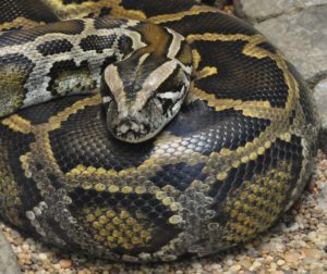 burmese python pythons