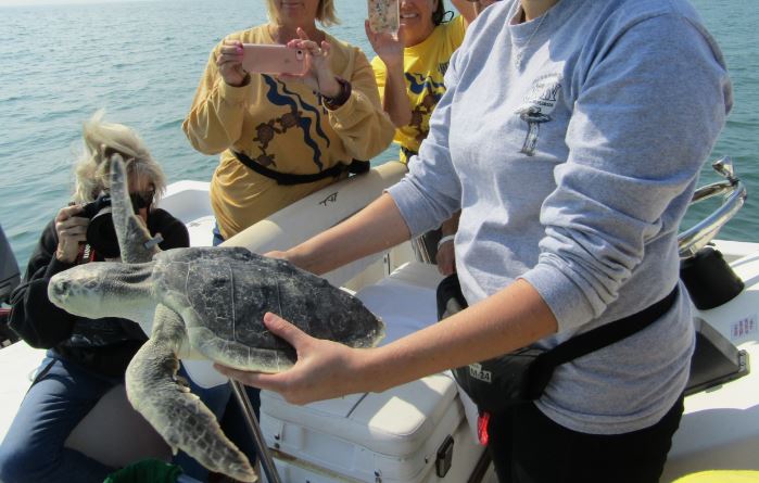 Sea turtle released after receiving treatment at CROW