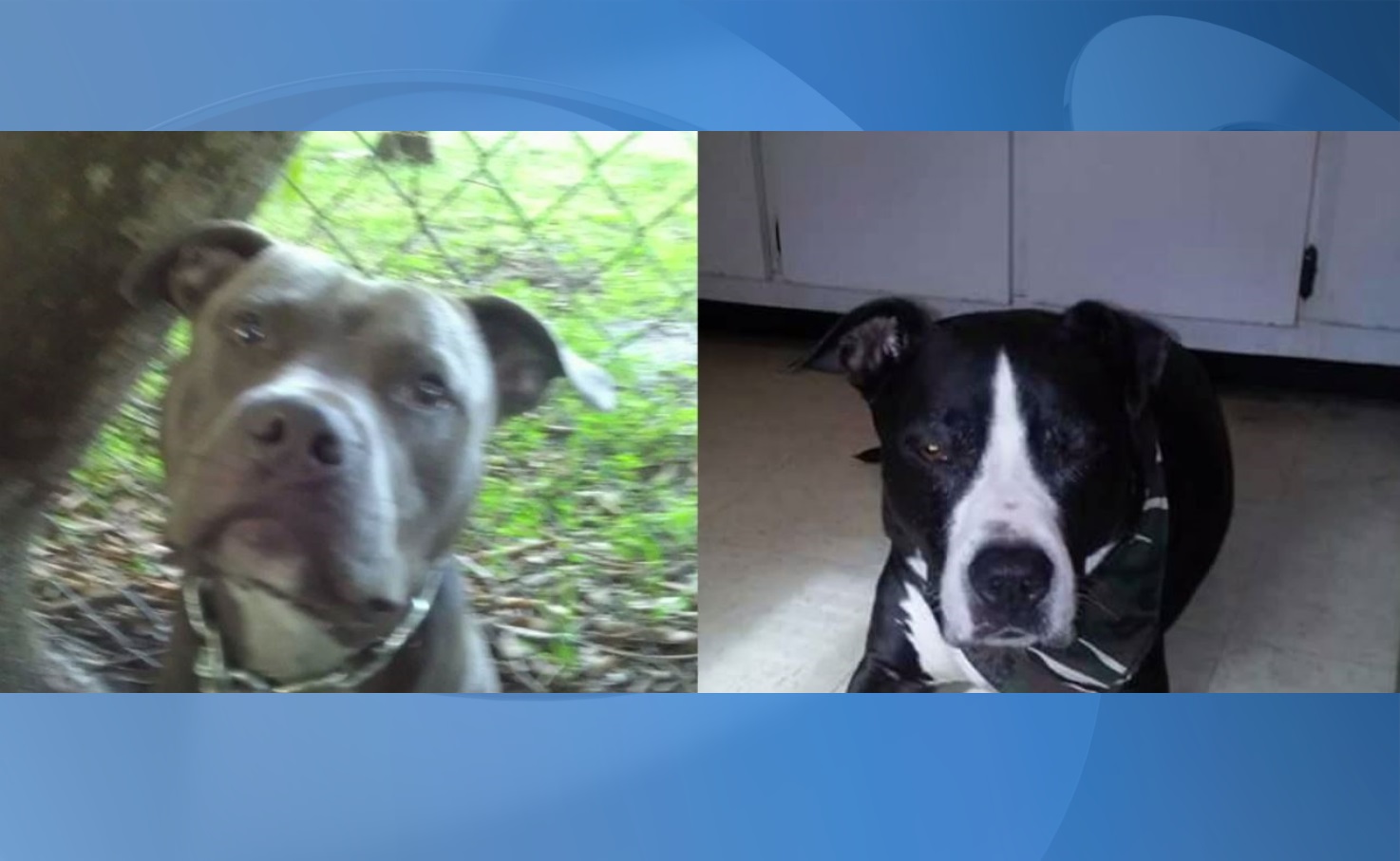 Pit bulls to be euthanized after attacking Lee County Animal Control ...