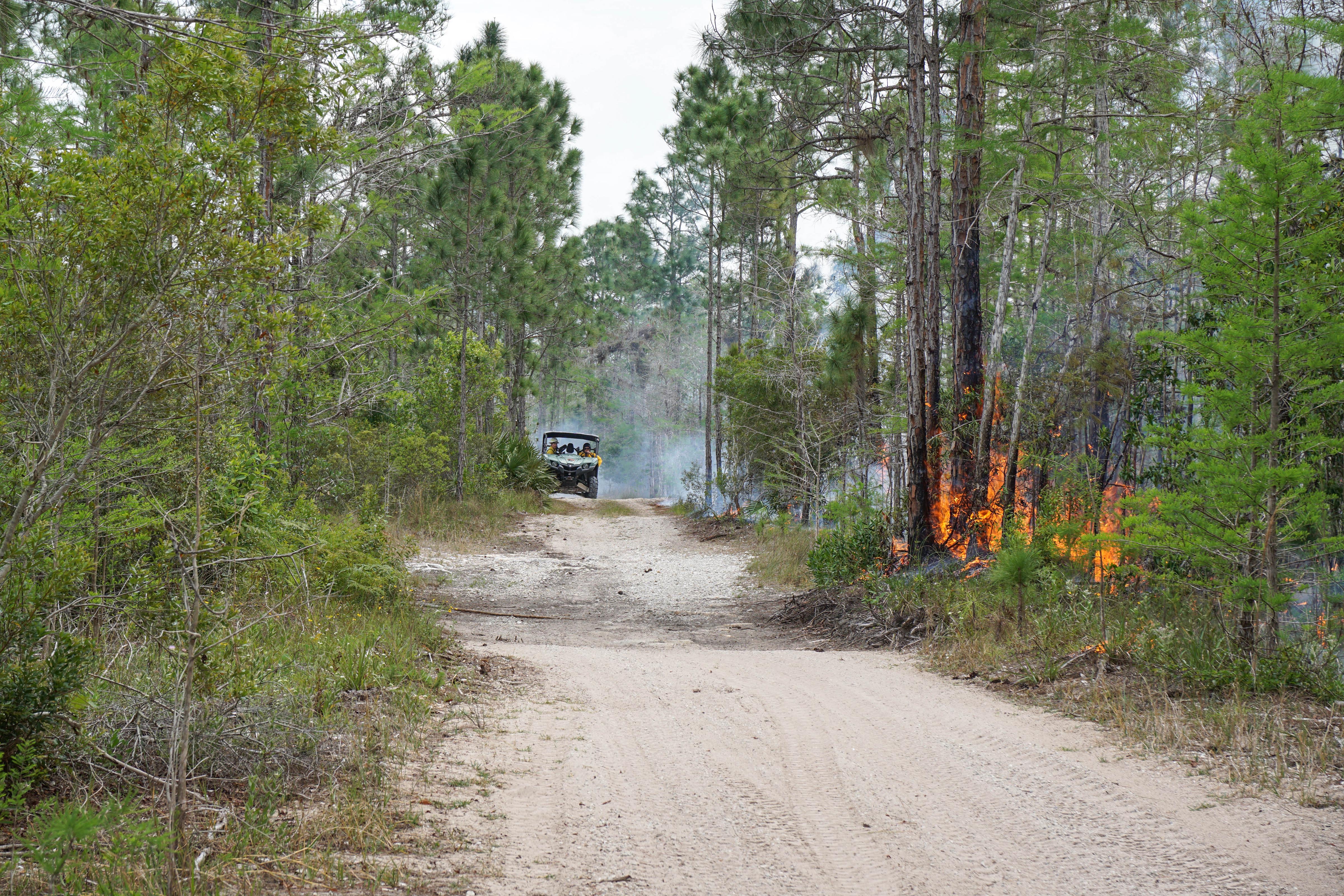 Big Cypress National Preserve reopens trails after fires