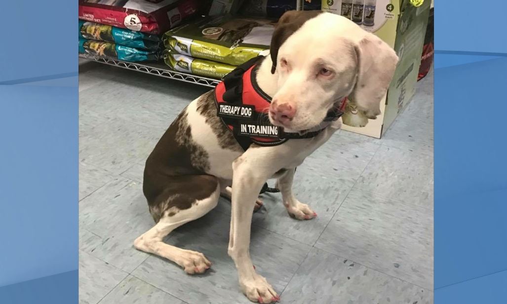 Blind, deaf pet in training to become therapy dog