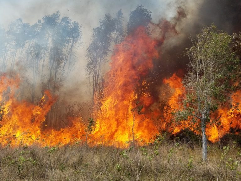 Wildfires burn over 126,000 acres across Florida this year