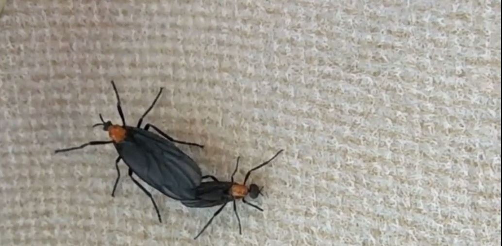 Lovebug season arrives early in SWFL