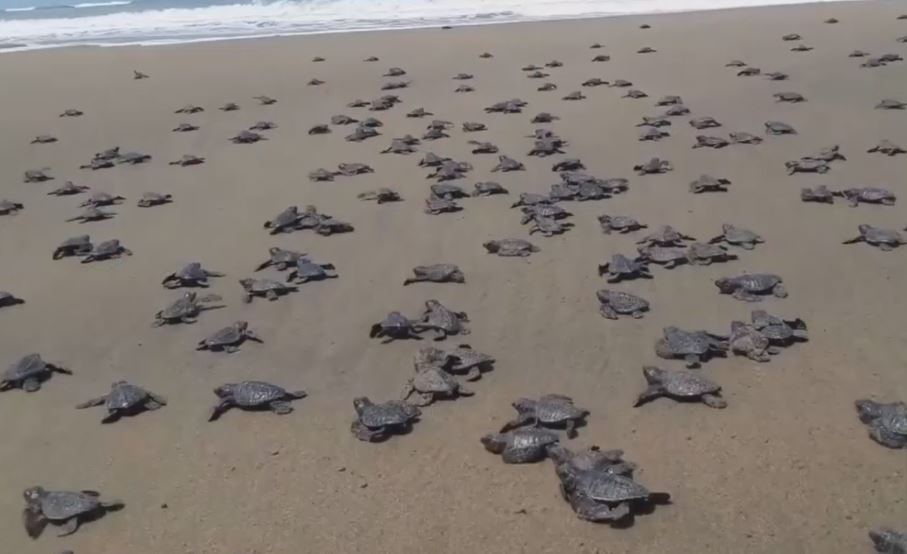 Sanibel record turtle hatchlings this nesting season exceeds