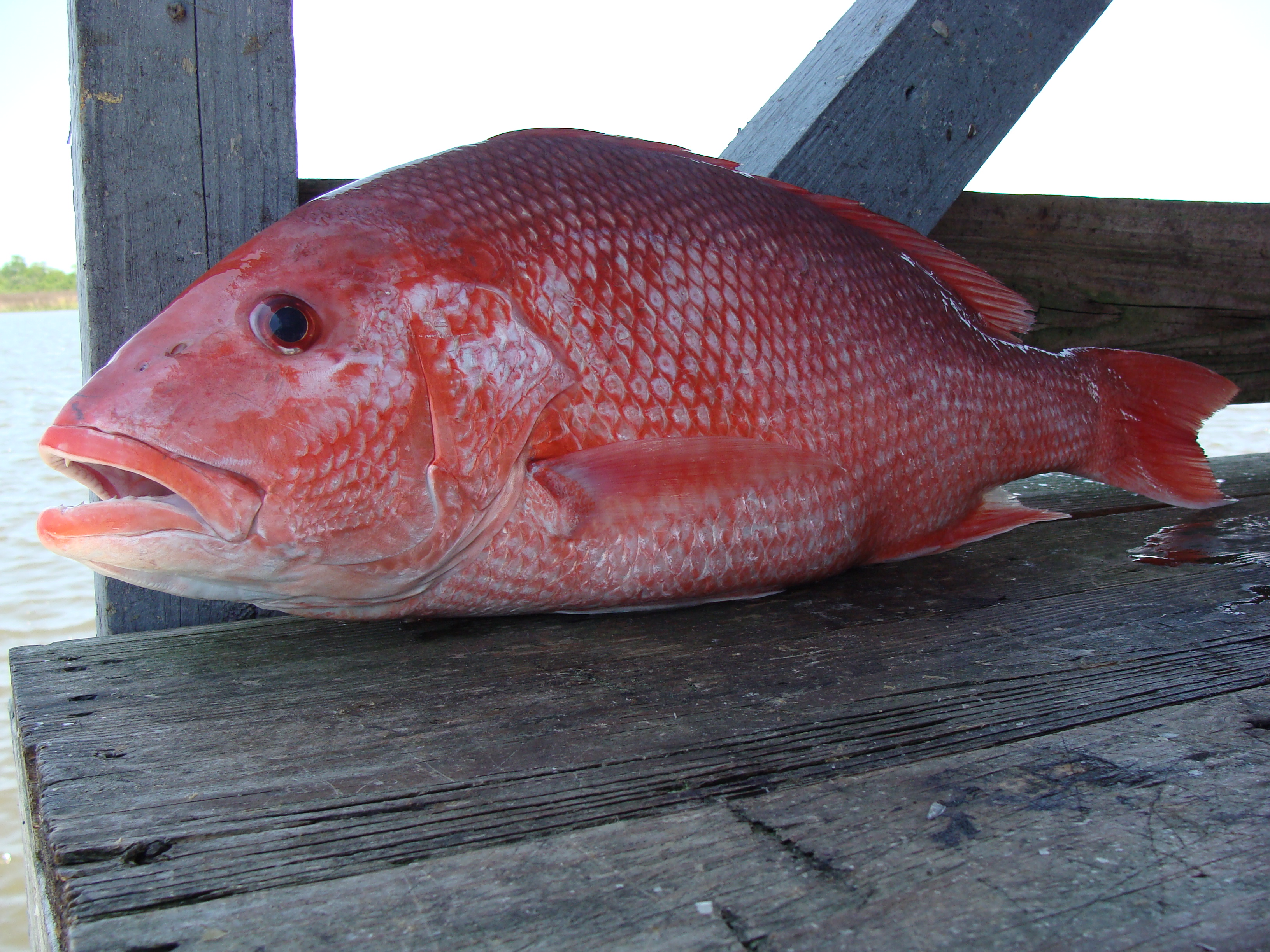 red snapper fish near me