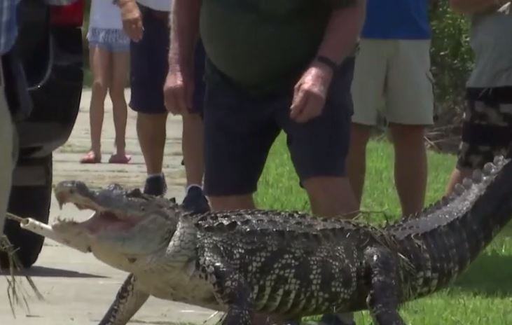 Man attacked by alligator at Charlotte County retention pond - WINK News