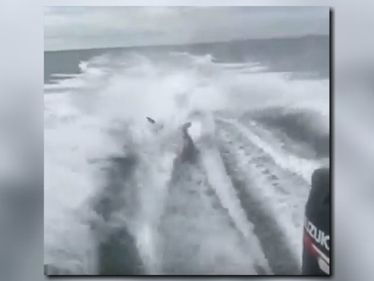FWC identifies boaters involved in shark-dragging viral video