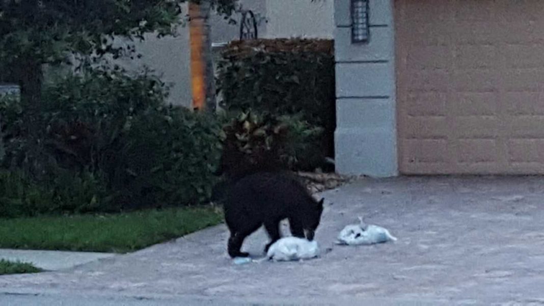 Black bear spotted in Naples community