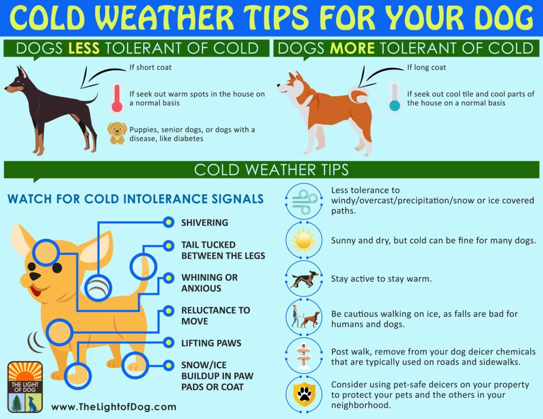 Cold Weather Tips: Keeping Your Family And Pets Safe