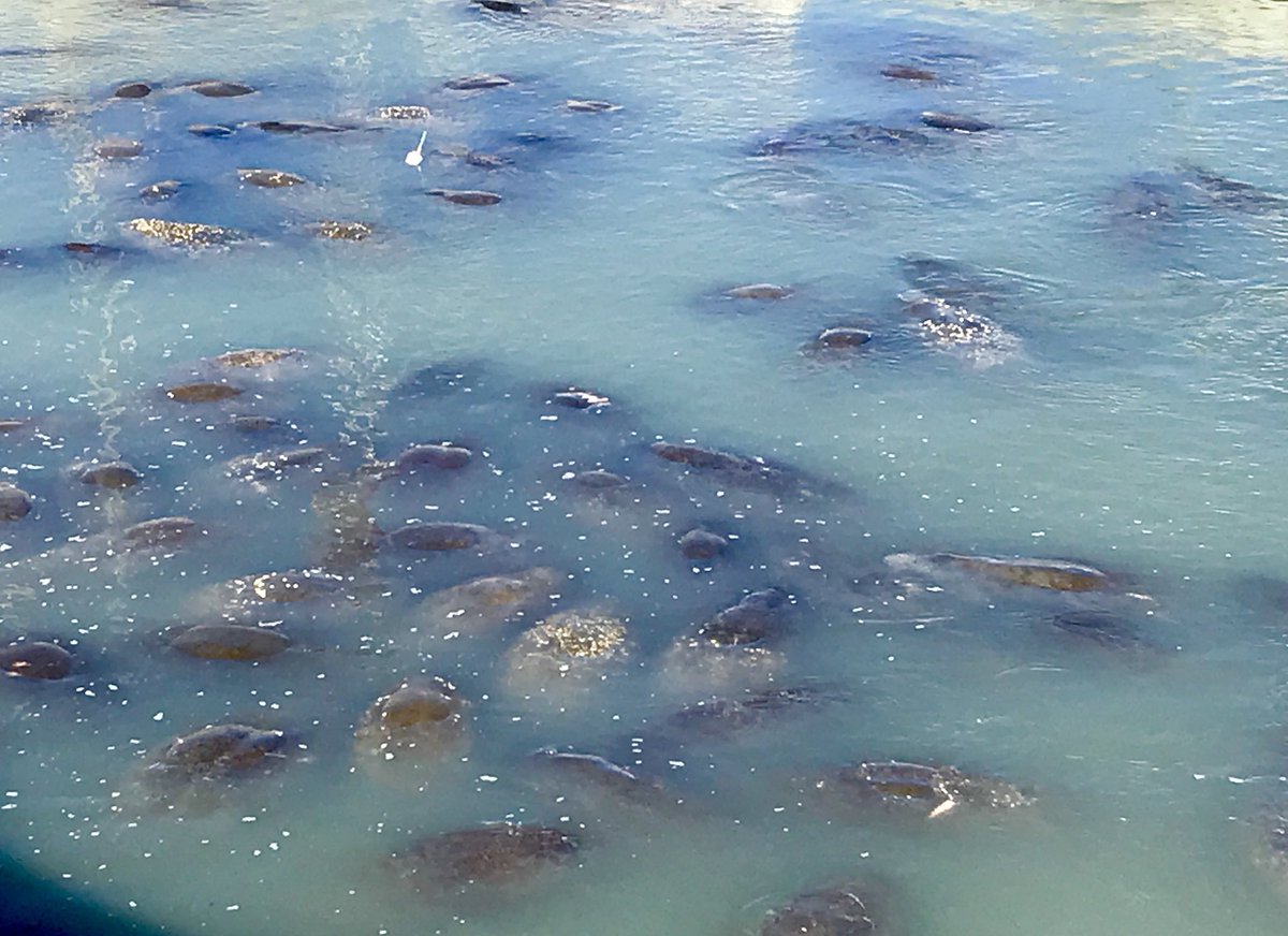 FL manatees affected by recent cold weather
