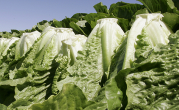 lettuce romaine salinas coli states recall outbreak warning cdc pregnant grew salad salmonella wsmv tied sakuma calif harvests worker ap