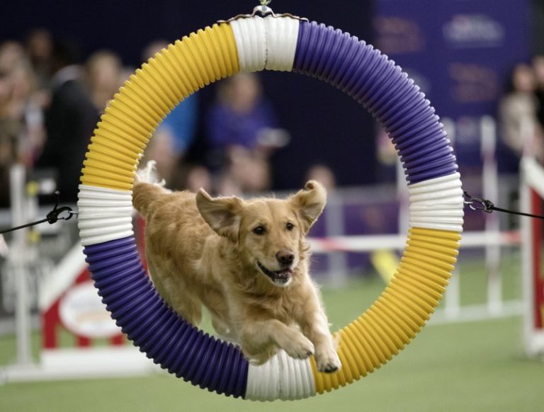 330 dogs leap, zip and whirl in Westminster agility contest