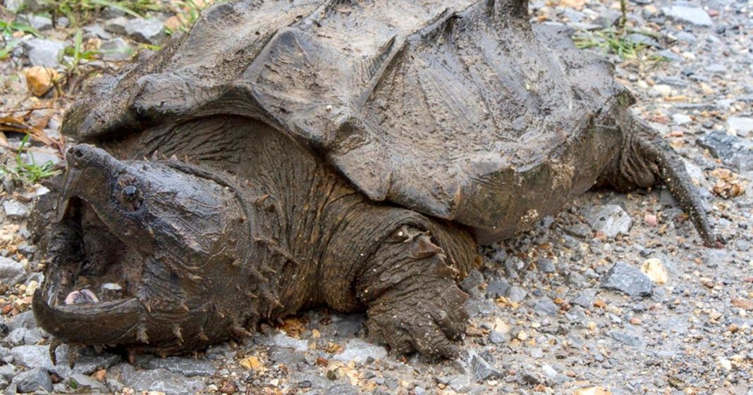 did a teacher feed a puppy to a turtle