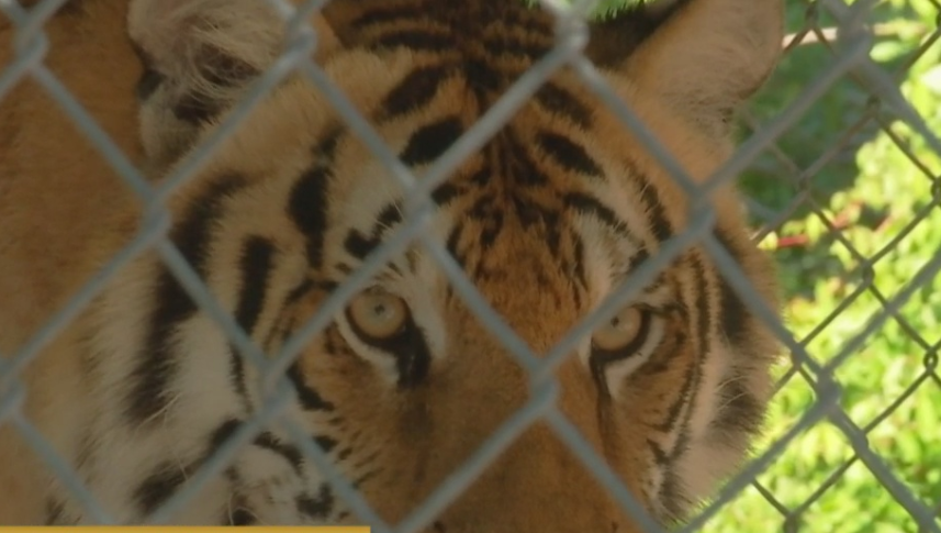 Octagon Wildlife Sanctuary cares for exotic animals in Punta Gorda