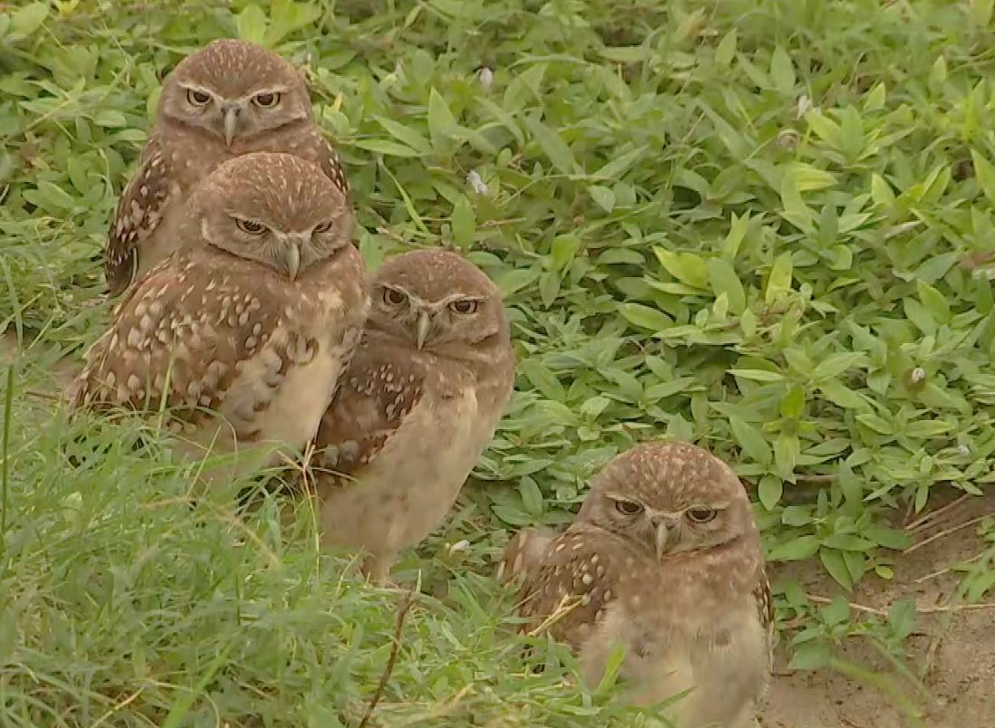 Cape Coral Adds More Protections For Burrowing Owls