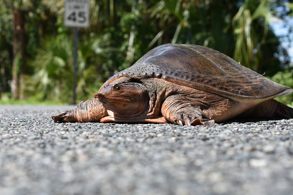 State officials investigating turtle deaths in Florida