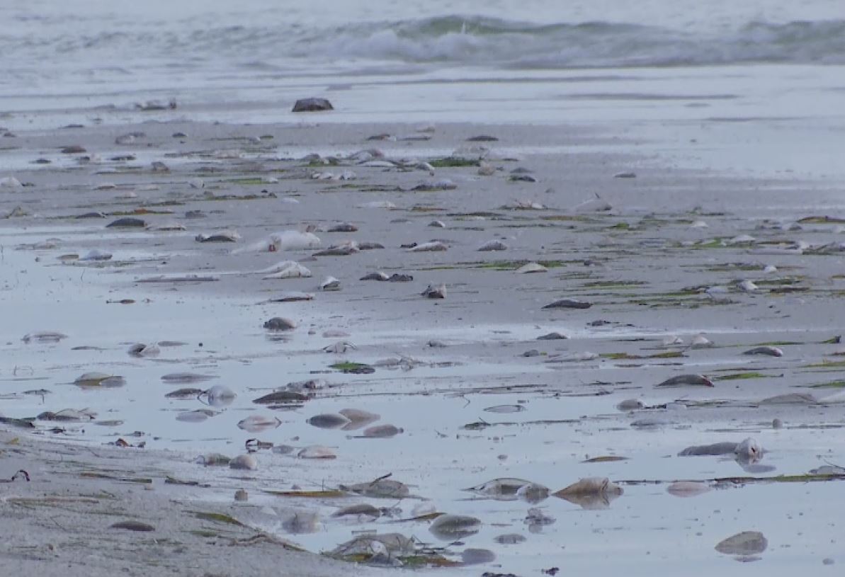 red-tide-prompts-hazard-warning-at-boca-grande-beach