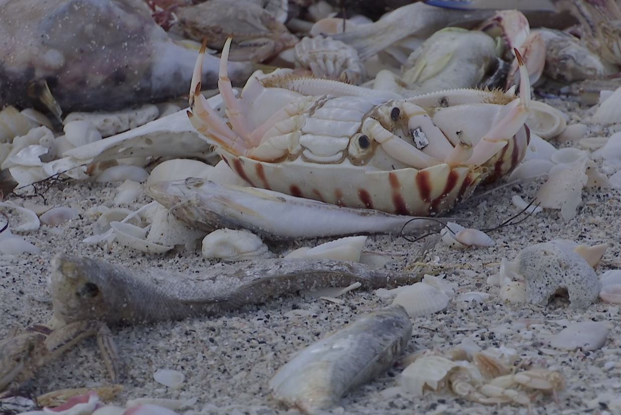 red-tide-prompts-hazard-warning-at-boca-grande-beach