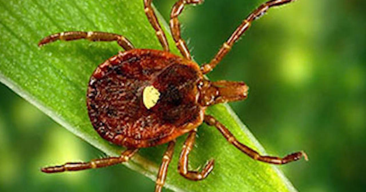 red-meat-allergy-transmitted-by-lone-star-ticks-on-the-rise