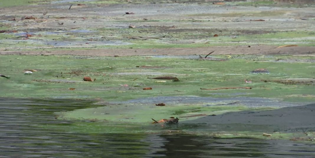 Lee County Commissioners to brainstorm possible solutions to algae problem