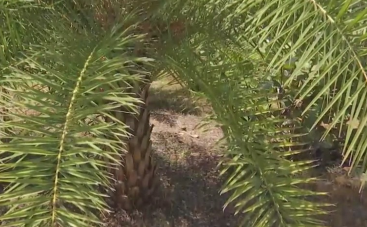Disease sickens Charlotte County palm trees