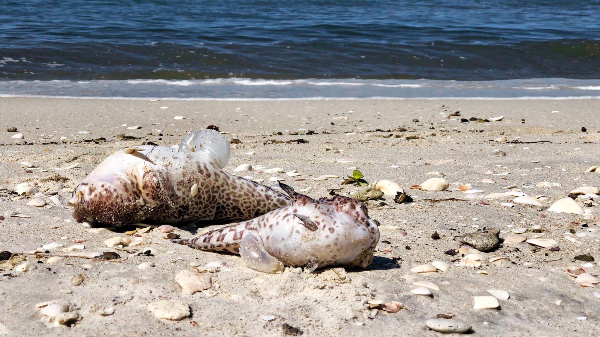 bonita-beach-suffering-another-fish-kill-from-red-tide