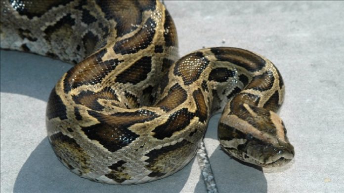 Pythons are a problem 26 years after Hurricane Andrew