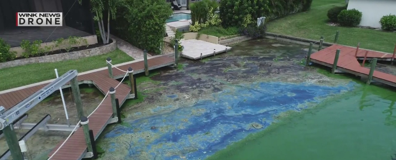 Swfl Neighbors Hopeful About Desantis Algae Task Force