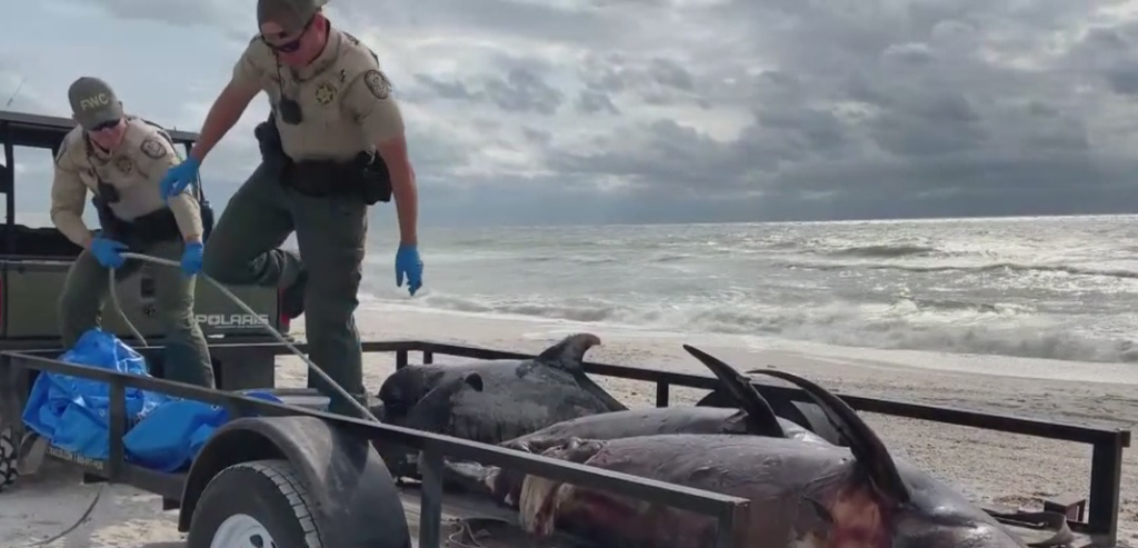 Florida Wildlife Commission picks up dead dolphins that have washed ashore on a SWFL beach. Photo via WINK News.