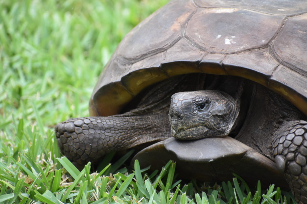 Gopher tortoise admitted to CROW Clinic may be largest on record