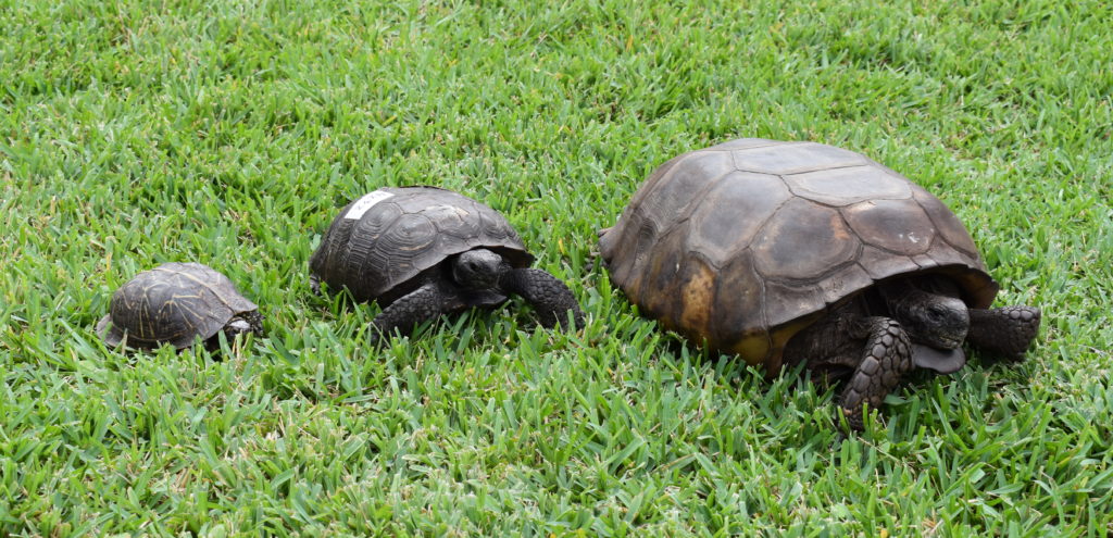 Gopher tortoise admitted to CROW Clinic may be largest on record